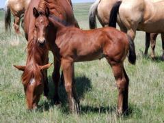 Whiskey Up Chives JW <BR> AQHA PENDING